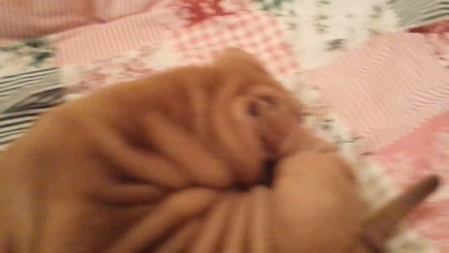 Шарпей Стефани. Игра с хозяином. Часть 1. смотреть онлайн