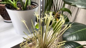 Сансевиерия Кирки, цветение | Sansevieria Kirkii Blooming