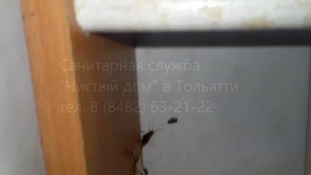 Резистентные тараканы смотреть онлайн