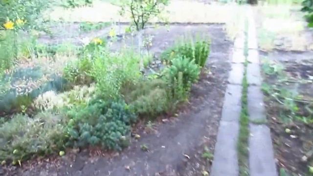 Цветут лилии и розы у нас на даче смотреть онлайн