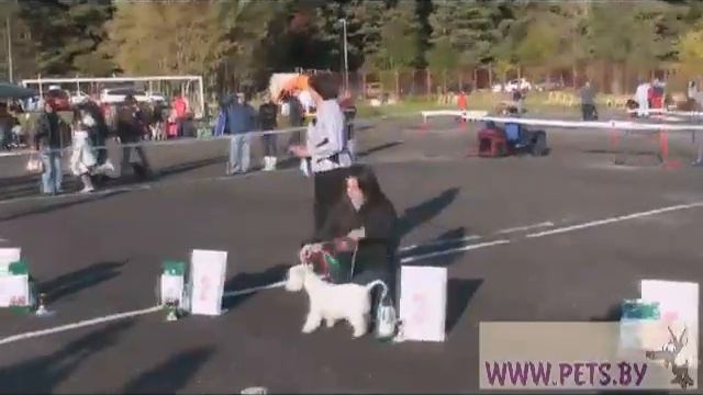 Республиканская выставка терьеров Лучший щенок.mp4 смотреть онлайн