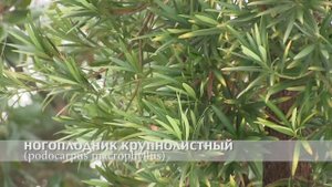 ногоплодник крупнолистный