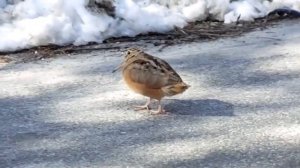 Птица вальдшнеп танцует сальсу