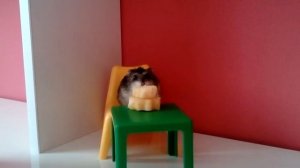 День Рождения хомяка!Фоме 1 год!