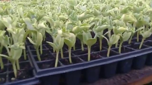 Рассада арбуза барака смотреть онлайн