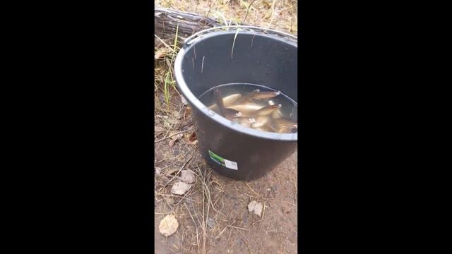 Камга Яха Мохтик Рыбалка с Петром смотреть онлайн