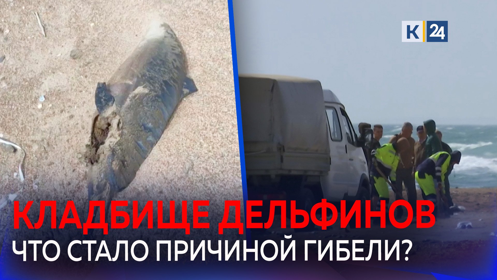 40 погибших дельфинов нашли на берегу Анапы