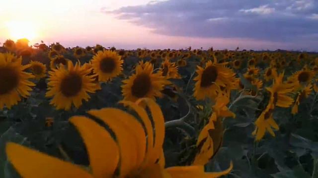 АНАПА ПОДСОЛНУХИ 2021 смотреть онлайн