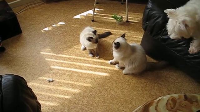 spelletje Miko,Dixie en Gismo смотреть онлайн