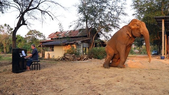 Bach "Air on the G String" for Romsai the Bull Elephant смотреть онлайн