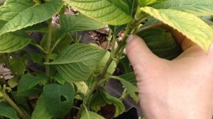 Укрываю гортензию на зиму