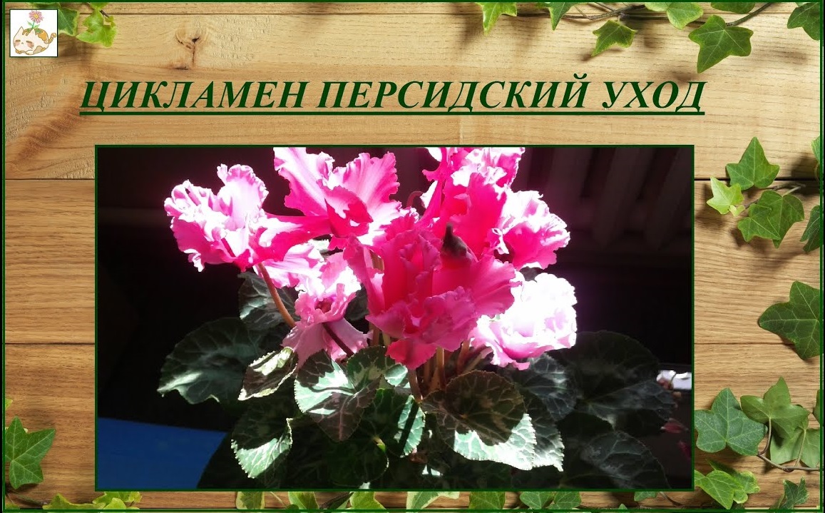 Цикламен персидский уход в домашних условиях