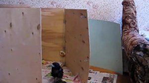 Грач издает звуки