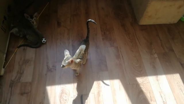 ОРИЕНТАЛЫ КОТЯТА