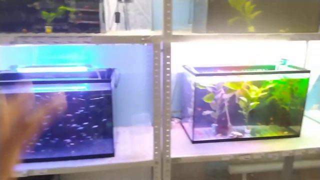 Как согреть аквариум с помощью другого аквариума?#лайфхаки #aquarium #эксперементы