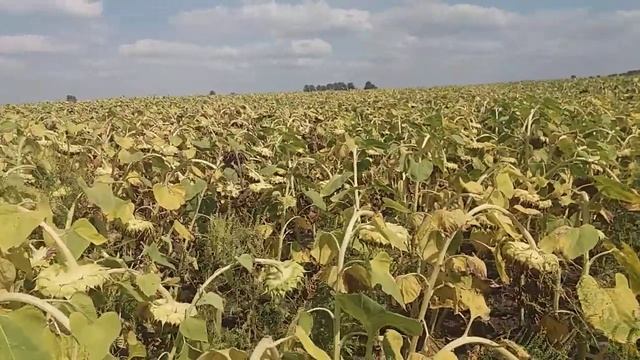 Стоит ли пахать землю. смотреть онлайн