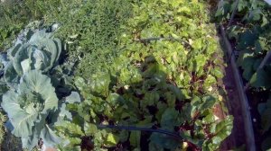 подкормка удобрением борофоска дача под Архангельском