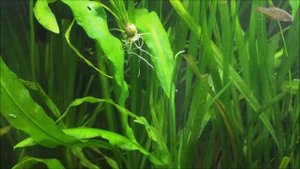 Апоногетон живородящий - Аквариумное растение