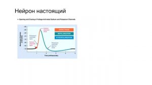 Как нейрон передаёт управляющие сигналы или что хотел донести Сергей Савельев