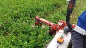 Косим клевер 🍀