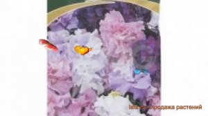 Петуния махровая Дабл каскад микс ? обзор: как сажать, семена петунии Дабл каскад микс