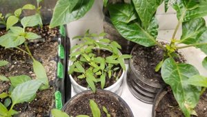 28 марта. Сверхострые перцы. Carolina reaper, bhut jolokia, 7 Pot, habanero.