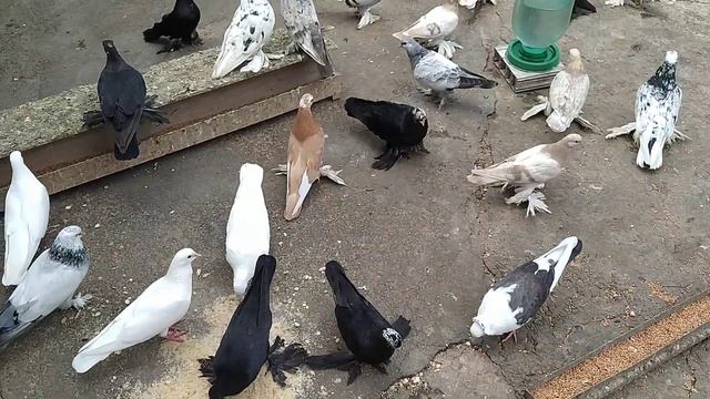 Бойные голуби. В гостях на кукия у Анзора. 12.07.20. Грузия. Тбиоиси смотреть онлайн