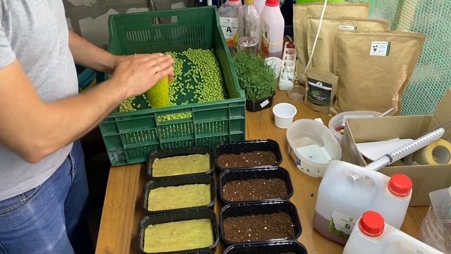 Горох на микрозелень вырастить легко | Технология выращивания | Народные Семена | Горох Мадрас смотреть онлайн