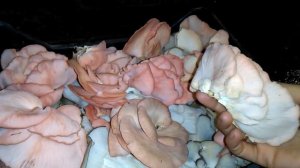 Розовая вешенка собираем урожай на улице