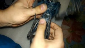 Распаковка и обзор фигурки чужого от Neca из Aliexpress