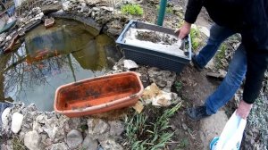 Как пересадить рогоз в садовом пруду