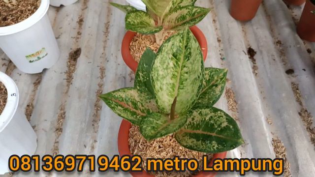 BIG SALE‼️BUNGA AGLONEMA MURAH HADIR LAGI❤️ TANAMAN HIAS TERLARIS, ANTHURIUM DAN JEMANI MURAH смотреть онлайн