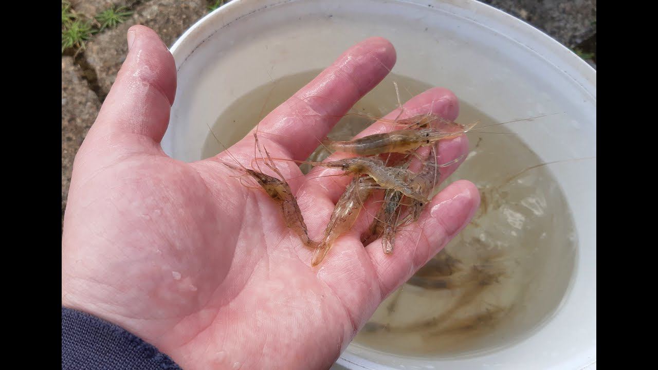 Креветки, бычки, камбала. #рыбалка