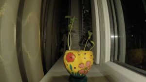 Как выращивать фасоль