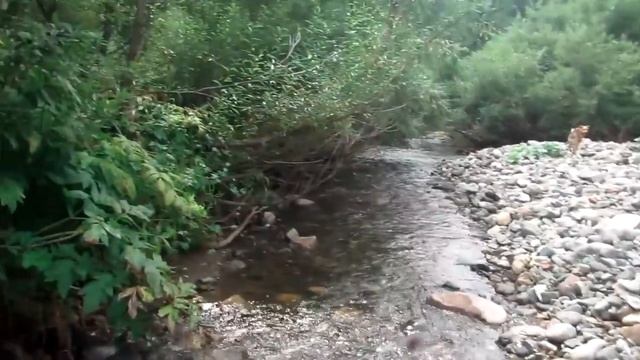 Газ 3308 #107 09.08,18 р.Бельсу третий день смотреть онлайн