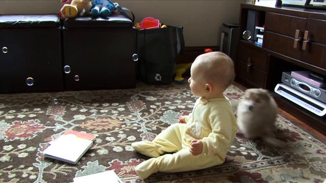 Baby and Chihuahua play with bubbles | Crazy Chihuahua | Cute Chihuahua смотреть онлайн