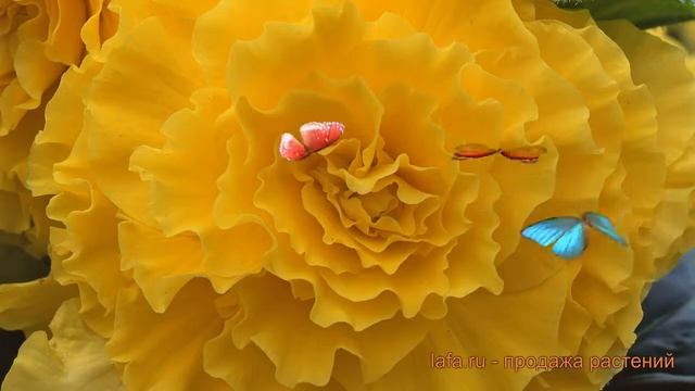 Бегония клубневой Еллоу (yellow) ? обзор: как сажать, семена бегонии Еллоу смотреть онлайн