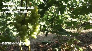 Кишмиш Ниагара сидлис - очень ранний на участке Пузенко Натальи Лариасовны