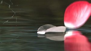 ДВЕ РОЗЫ. РОМАНС. -  Наталья Соколова