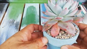 エケベリア「ブルーバード」の木立ち！Echeveria'Blue Bird'