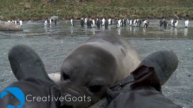 Детеныш тюленя впервые встретил человека смотреть онлайн