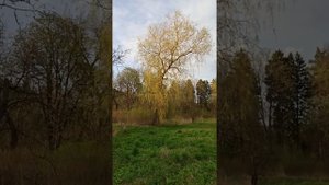 Ива вавилонская