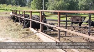 Бизнес с нуля в скотоводстве