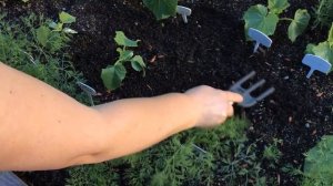 Окучиваем огурцы / 11 Июня 2016 / How to grow cucumbers in the garden