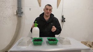 Как легко и быстро сажать  Белую акацию. часть 1. проверка на всхожесть.