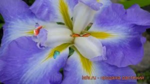 Ирис японский Оушн Мист (iris) ? японский ирис Оушн Мист обзор: как сажать, рассада ириса Оушн Мист
