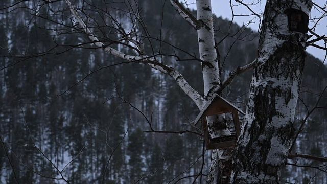 Чем заняться зимой | Мои первые кормушки