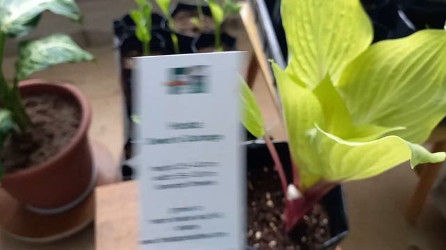 Хосты из питомника Fransen спустя 10 дней после посадки. смотреть онлайн