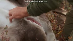 Сорокамильный олень с Дугом и Марком