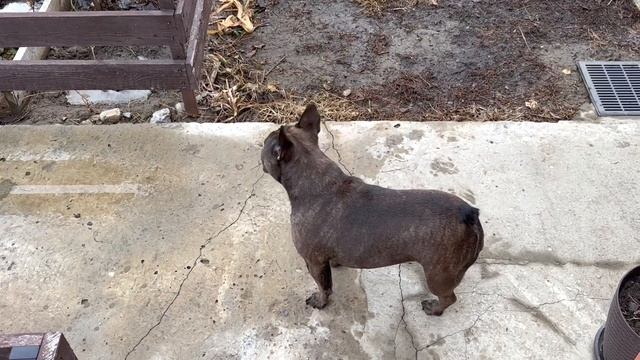 провалилась ОТМОСТКА после ЗИМЫ обходим с МАСЕЙ хозяйство